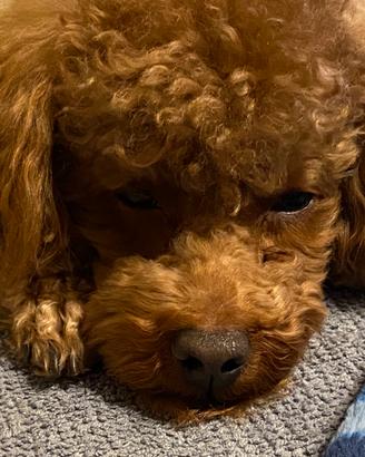 Barboncino red disponibile per monta