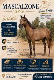 Puledro di 1 anno