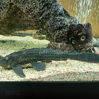 Pleco 25 cm