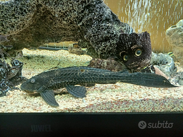 Pleco 25 cm