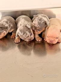 Bulldog francese