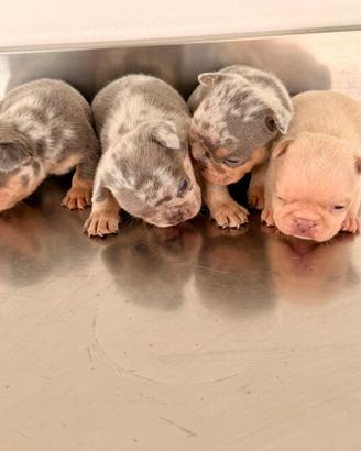 Bulldog francese