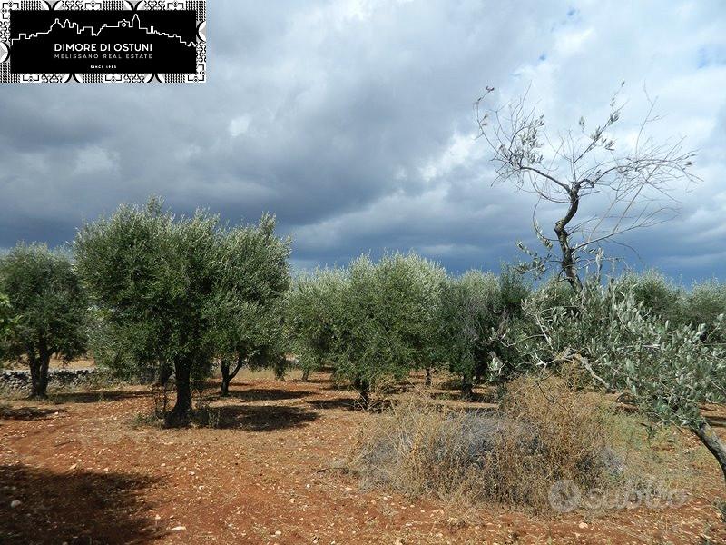 TERRENO 13.000mq - Valle d'Itria - OSTUNI - Vista 4