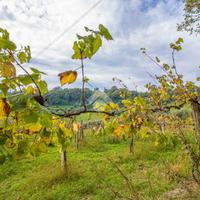 TER. AGRICOLO A STIMIGLIANO