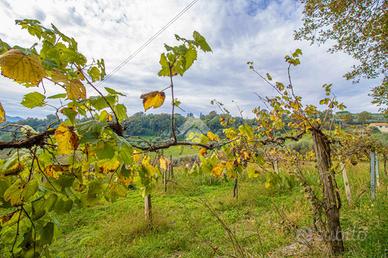 TER. AGRICOLO A STIMIGLIANO