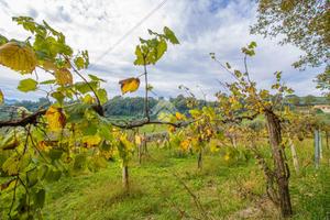 TER. AGRICOLO A STIMIGLIANO
