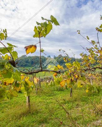 TER. AGRICOLO A STIMIGLIANO