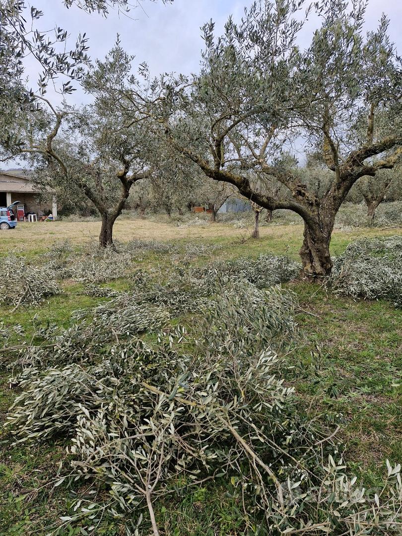 Casaletto rustico con oliveto 5000mq - Vista 3