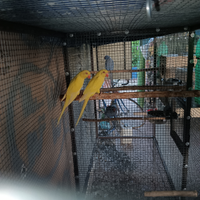 Parrocchetto dal collare