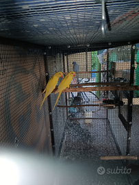 Parrocchetto dal collare