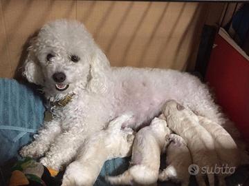 Barboncino TOY cuccioli red black e crema