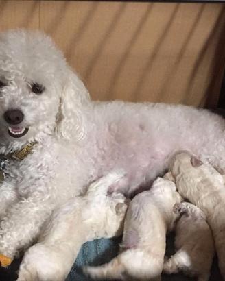 Barboncino TOY cuccioli red black e crema