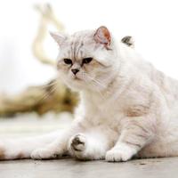 Gatto Maschio Scottish 1 anno per accoppiamento