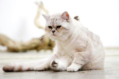 Gatto Maschio Scottish 1 anno per accoppiamento