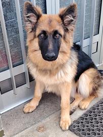 Femmina pastore tedesco