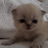 Disponibili gatti persiani