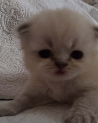 Disponibili gatti persiani