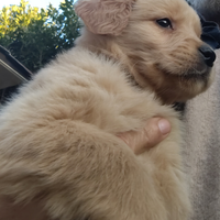 Golden retriever linea Americana