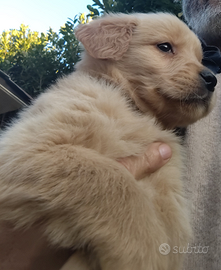Golden retriever linea Americana