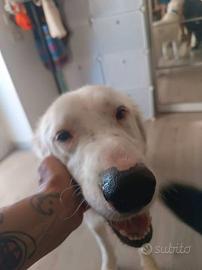 Neve simil setter , sordo