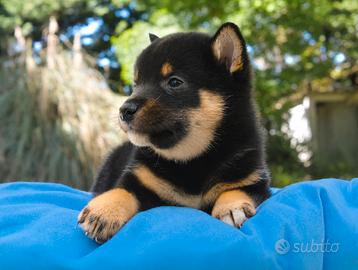 Cucciolo di Shiba Inu PEDIGREE ENCI
