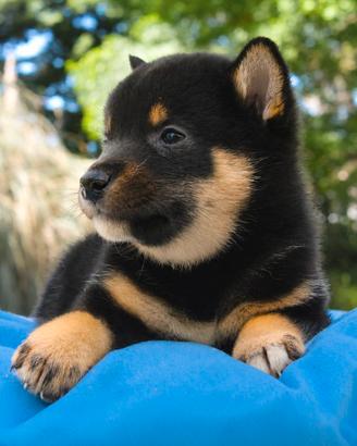 Cucciolo di Shiba Inu PEDIGREE ENCI