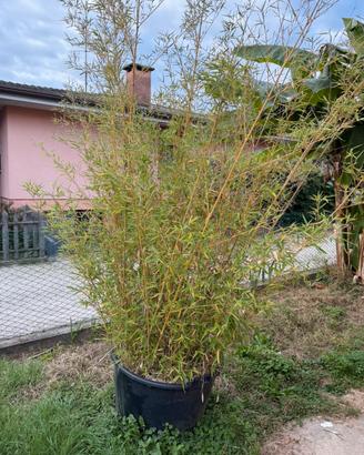 Pianta bamboo