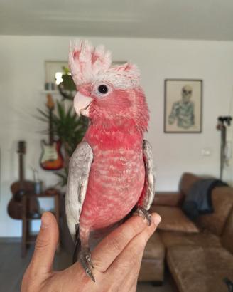 Cacatua rosa allevati a mano