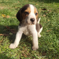 Cucciolo di Beagle