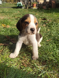 Cucciolo di Beagle