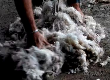 Lana di pecora grezza