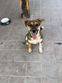 Adozione per Melody e Penelope