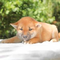 Shiba Inu femmina Rossa
