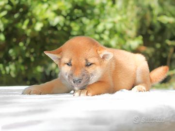 Shiba Inu femmina Rossa