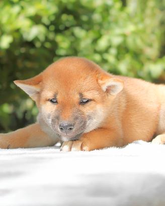 Shiba Inu femmina Rossa