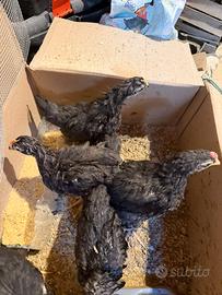 Marans
