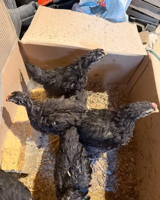 Marans