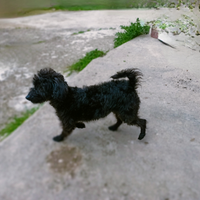 Multipoo toy nano nero