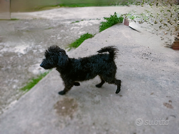 Multipoo toy nano nero