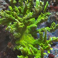 Corallo sps talee Montipora stellata verde