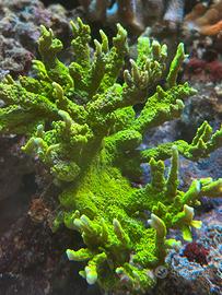 Corallo sps talee Montipora stellata verde