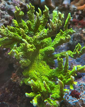 Corallo sps talee Montipora stellata verde