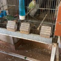 Inseparabili coppia riproduttiva