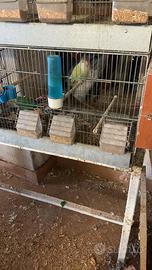 Inseparabili coppia riproduttiva