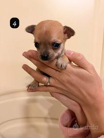 Cuccioli di chihuahua
