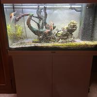 Acquario juwel aquarium