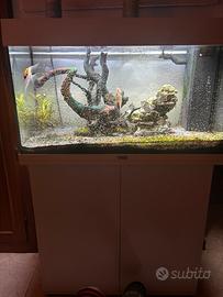 Acquario juwel aquarium