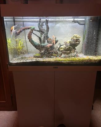 Acquario juwel aquarium