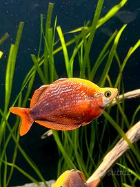 9 Pesci Arcobaleno (Glossolepis incisus) 8-9cm