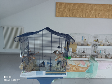 Vendita canarini+diamantini +gabbiep